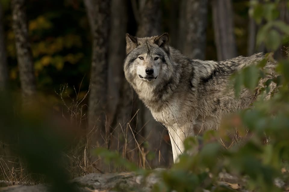 En varg följde efter Kristin Norlander när hon red på en grusväg utanför Vallentuna. (Arkivbild)