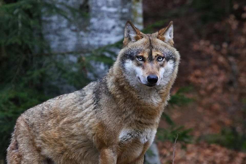 En sällskapshund dödades av varg nordväst om Vallentuna på onsdagen.