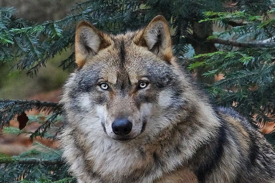 Jägarna som bedriver skyddsjakt på en varg i Vallentunaområdet använder två specialtränade spårhundar. (Arkivbild)
