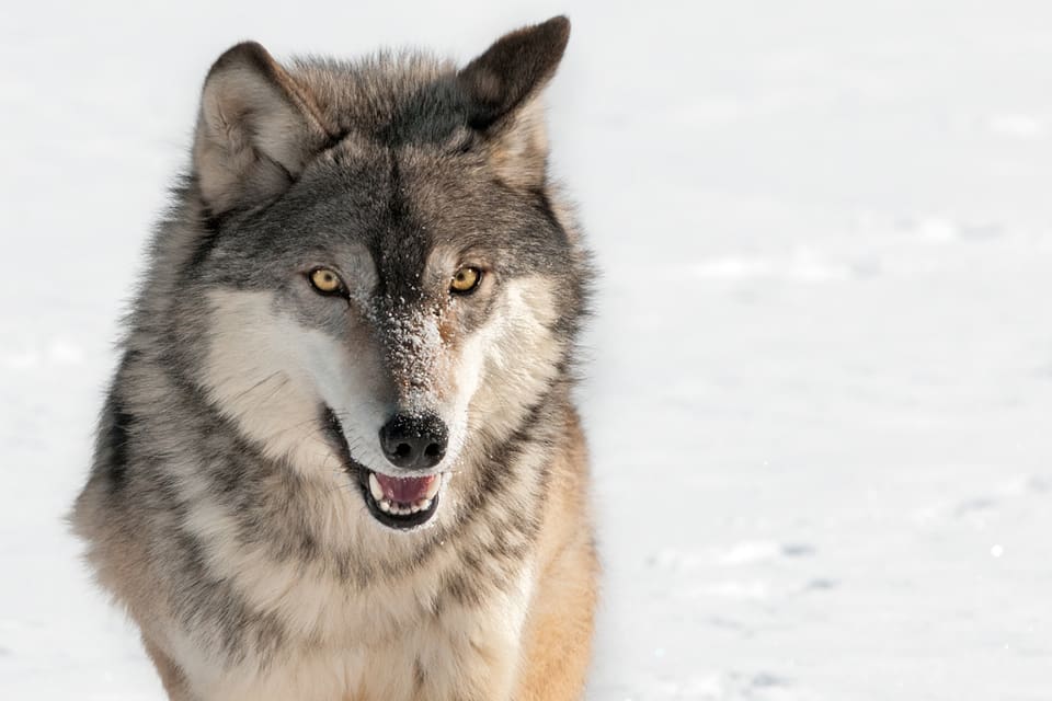 Östra och Västra Kikkejaure samebyar ansöker om skyddsjakt på en varg sedan man upptäckt färska vargspår utanför Arvidsjaur. De oroar sig för att vargen ska jaga och riva renar.