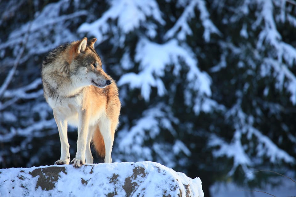 Länsstyrelsen i Värmland har beslutat om skyddsjakt på en varg i Rackstadreviret, efter att fyra hundar angripits. Som skäl anger de också begränsade möjligheter till löshundsjakt.