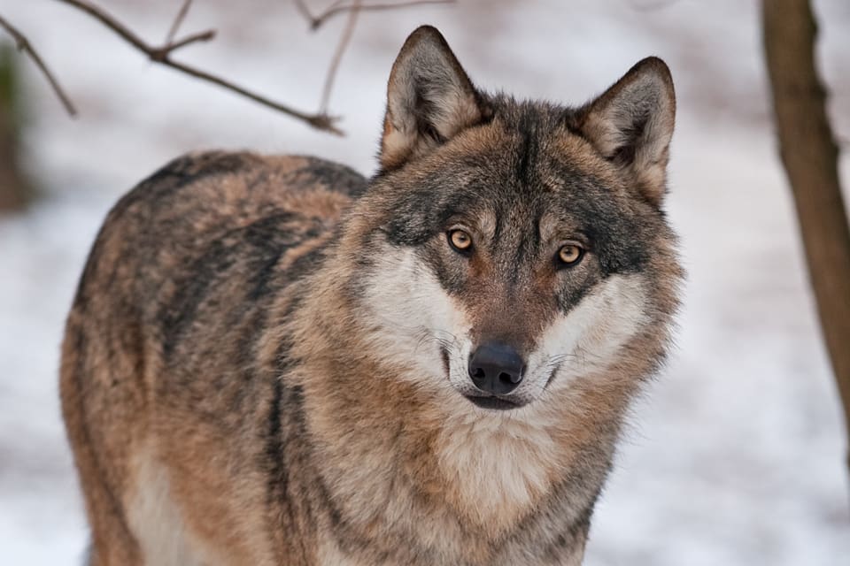 Norska djurägare och jägare är oroliga över att vargjakten som redan beslutats ska stoppas på grund av att Världsnaturfonden stämmer staten.