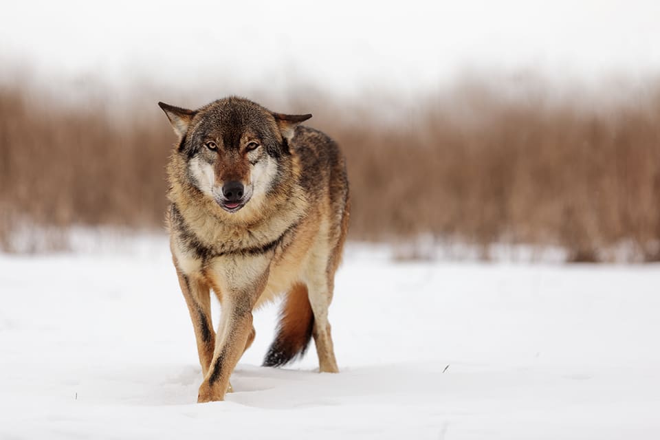 Totalt tre jakthundar har angripits av varg i helgen. En dog i ett angrepp i Gävleborgs län och två skadades i Värmland.