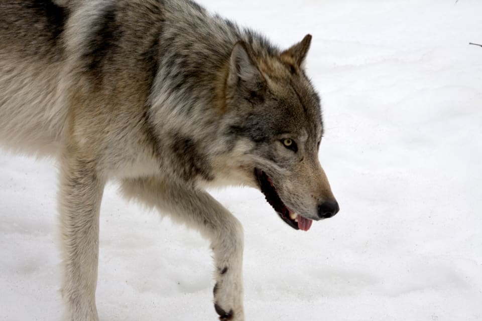 Tre vargar spåras i Jämtlands renskötselområde för att försöka få DNA-prover sedan två samebyar ansökt om skyddsjakt.