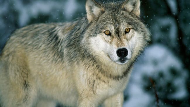 Polisen tillåter att en specialgrupp med jägare får använda fordon, hundar och varningsskott för att skrämma bort oskygga vargar i Österbotten i Finland.