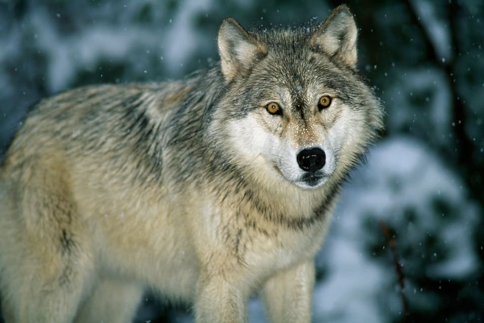 Polisen tillåter att en specialgrupp med jägare får använda fordon, hundar och varningsskott för att skrämma bort oskygga vargar i Österbotten i Finland.