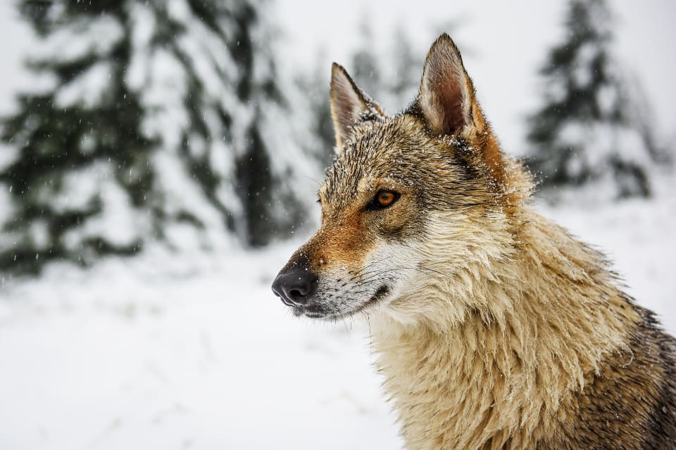 Norska Stortinget vill gå till botten med frågan om de norska vargarnas genetiska bakgrund.