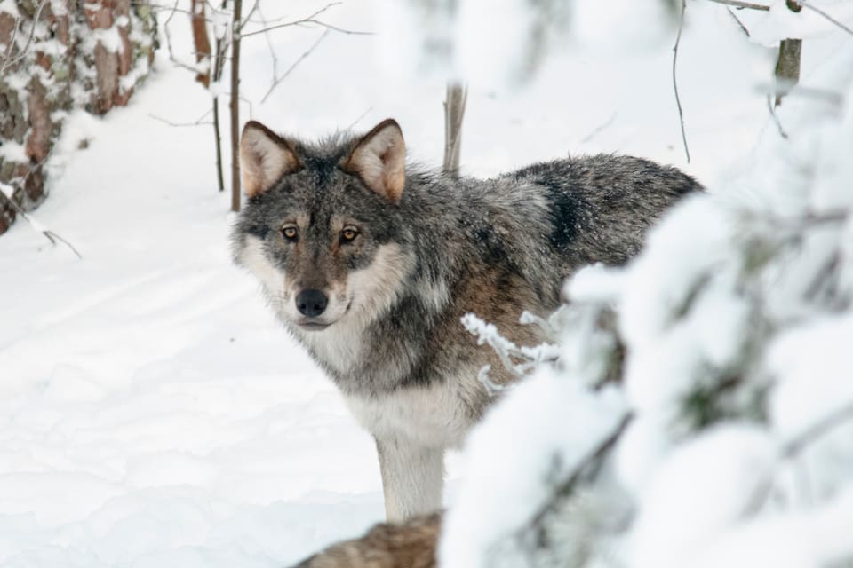 104 vargar fick fällas i Estland i år. Nu vill djurägare och jägare ha större licensjakt sedan färre vildsvin på grund av svinpest gör att oskygga vargar börjar söka sig till bebyggelsen och tar tamdjur.