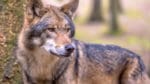 Vargarna i Norrsjöreviret i södra Dalarna fäller förutom älg och rådjur även kronhjort och vildsvin. Det visar en ny fältstudie i forskningsprojektet Grensevilt.