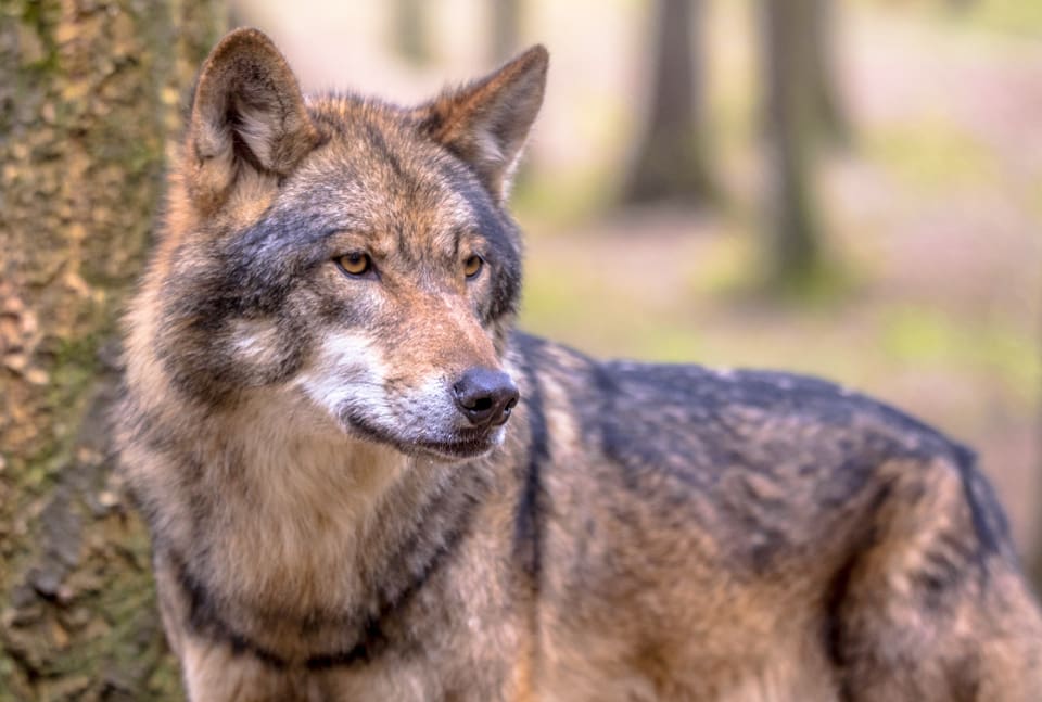 Vargarna i Norrsjöreviret i södra Dalarna fäller förutom älg och rådjur även kronhjort och vildsvin. Det visar en ny fältstudie i forskningsprojektet Grensevilt.