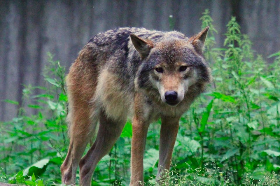En svensk vargtik har angripit hundratals får i Norge. Frivilliga söker efter skadade får och det ges kommunalt krisstöd för drabbade fårägare. (Arkivbild)