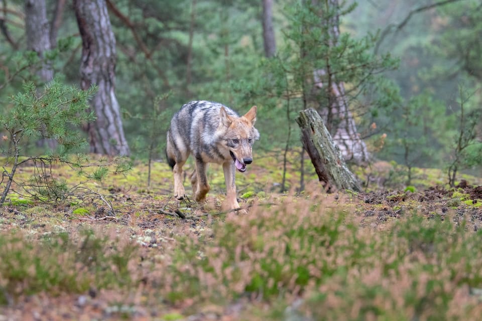 Med början år 2021 hoppas forskarna kunna sända upp drönare för att lokalisera och söva vargar.