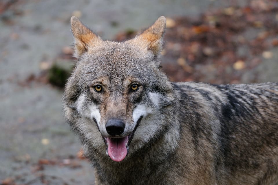 Finlands naturskyddsförbund lyckades inte stoppa skyddsjakten på en orädd varg i Snappertuna-reviret.