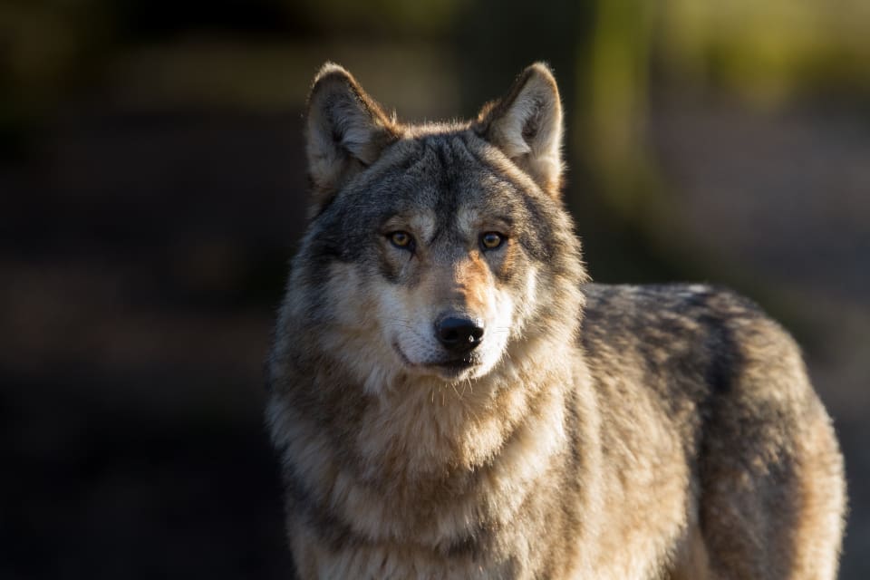 I Tyskland har en vargtik parat sig med en hund och fått valpar. Två av dem är nu försvunna.