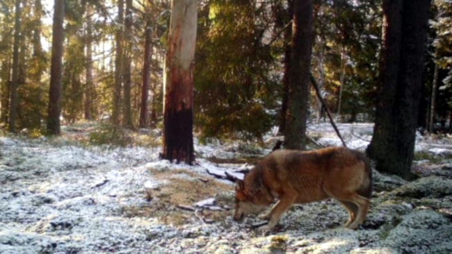 Naturskyddshandläggare Daniel Söderberg på länsstyrelsen tycker inte att det är konstigt att den fotograferade vargen är ovanligt välgödd.