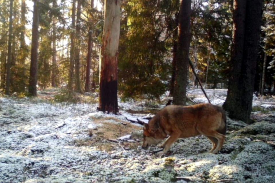Naturskyddshandläggare Daniel Söderberg på länsstyrelsen tycker inte att det är konstigt att den fotograferade vargen är ovanligt välgödd.