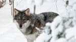 Finska polisen tog beslut om att den orädda vargtiken som besökte bebyggelsen i norra Karelen måste avlivas. Igår sköt jägare vargen som såg frisk och välnärd ut. (Arkivbild)