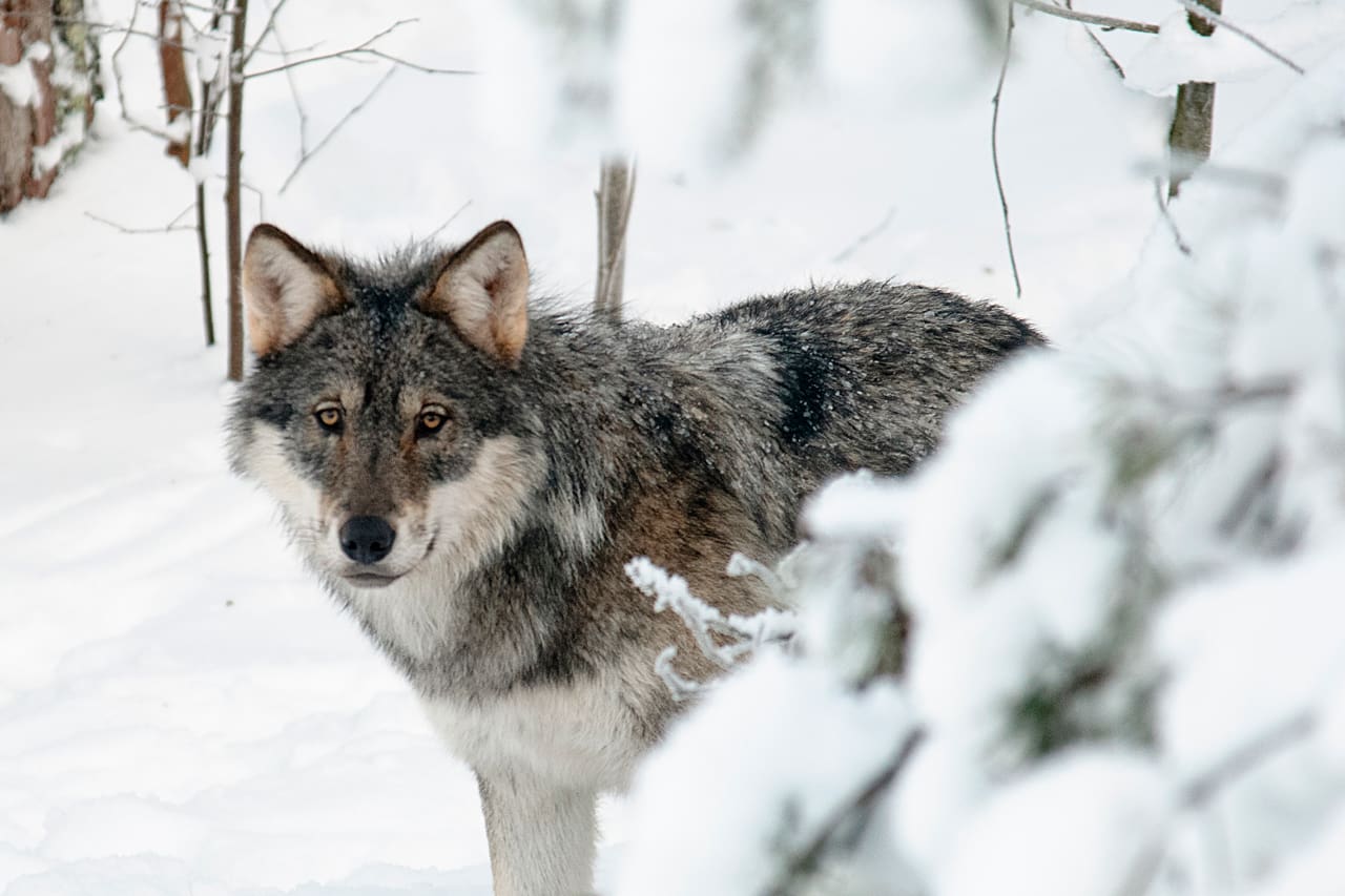 Finska polisen tog beslut om att den orädda vargtiken som besökte bebyggelsen i norra Karelen måste avlivas. Igår sköt jägare vargen som såg frisk och välnärd ut. (Arkivbild)