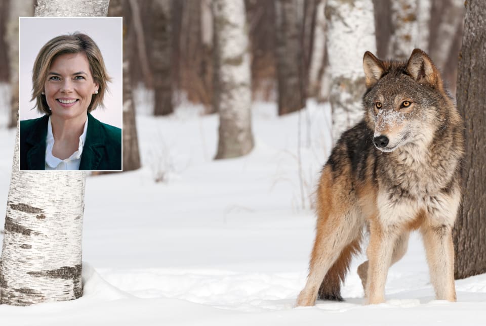 Tysklands jordbruksminister Julia Klöckner har uppmanat miljöministern att undersöka alla alternativ för att begränsa vargpopulationen.