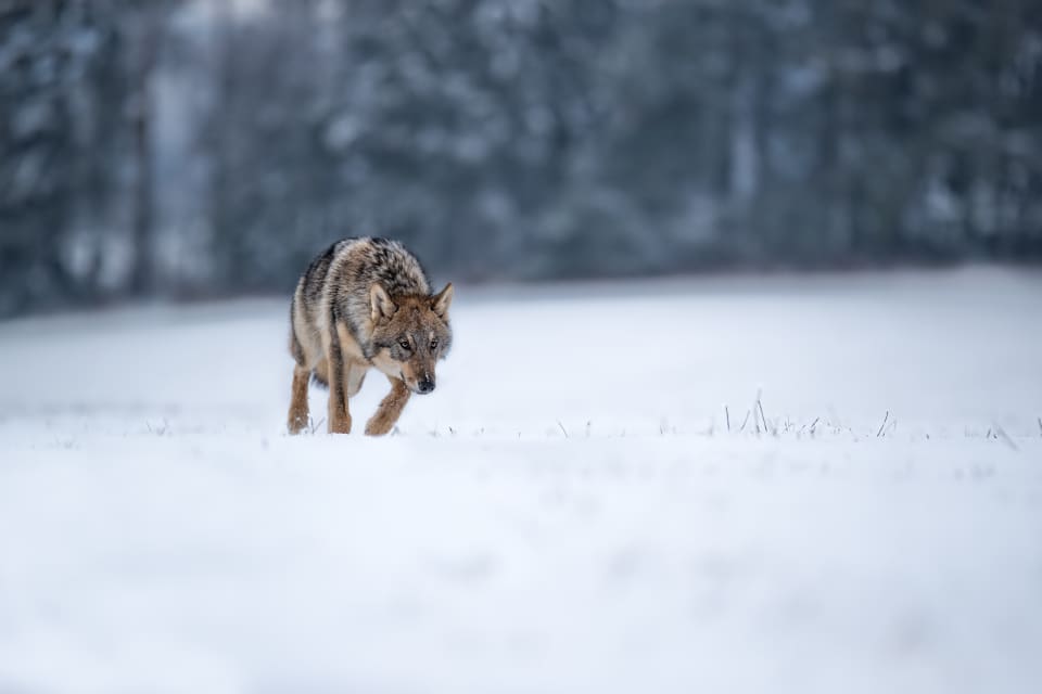 Förhoppningen var att vargen skulle vandra vidare när de flesta renarna hade flyttats till vinterbetet. Men det gjorde den inte.