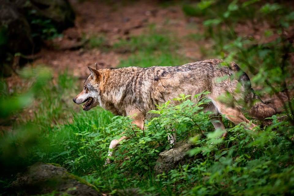 Norska jägarförbundet håller öppna möten runt om i landet för att mobilisera för en slopad vargzon och färre vargar.