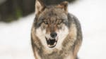 Ordförande för föreningen Ulvefrit Danmark menar att vargarna i Danmark är för oskygga för att kunna vara riktiga vargar.