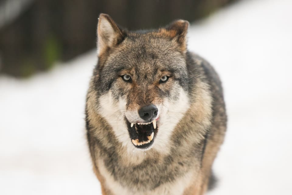Ordförande för föreningen Ulvefrit Danmark menar att vargarna i Danmark är för oskygga för att kunna vara riktiga vargar.