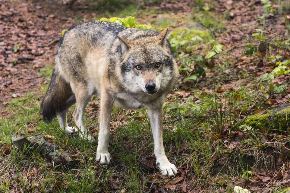 Avsikten med GPS-märkningen är att undersöka om vargar i tättbefolkade Danmark beter sig annorlunda än vargar i andra länder
