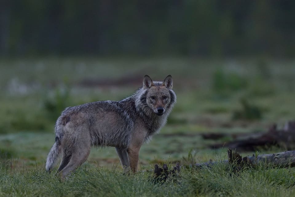 Samma fäderneslinjer som forskarna hittade hos skandinaviska vargar finns också hos finska vargar, men inte hos vargar från andra delar av världen.