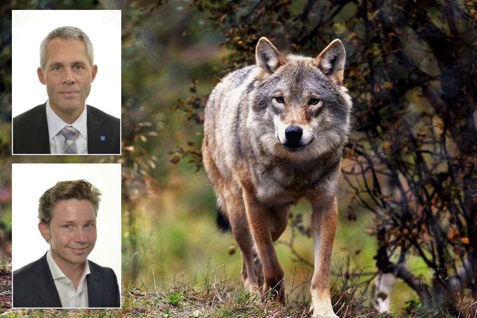 Som företrädare för Sveriges lagstiftande församling känns det angeläget att bemöta och tillrättalägga de osanningar som Svenska Rovdjursföreningens företrädare fört fram, skriver Kjell-Arne Ottosson (överst) och Pål Jonson.