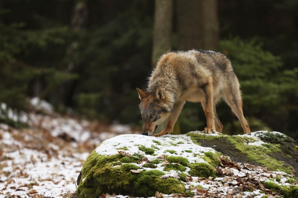 Länsstyrelsens misstag efter helgens vargangrepp i Skåne kunde ha fått allvarliga konsekvenser.