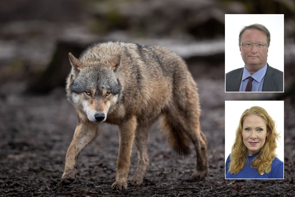 De moderata riksdagsledamöterna Lars Beckman från Gävleborg och Marléne Lund Kopparklint från Värmland undrar varför regeringen låter Naturvårdsverket bestämma hur många vargar Sverige ska ha.
