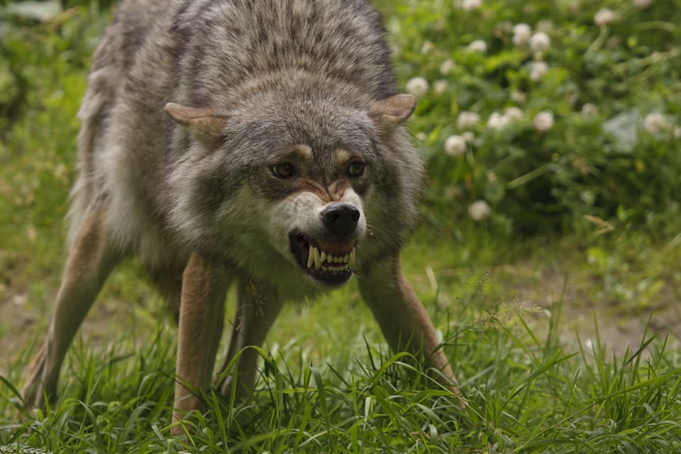 Tillvägagångssättet samstämmer med ett angrepp av varg, rapporterar länsstyrelsen.