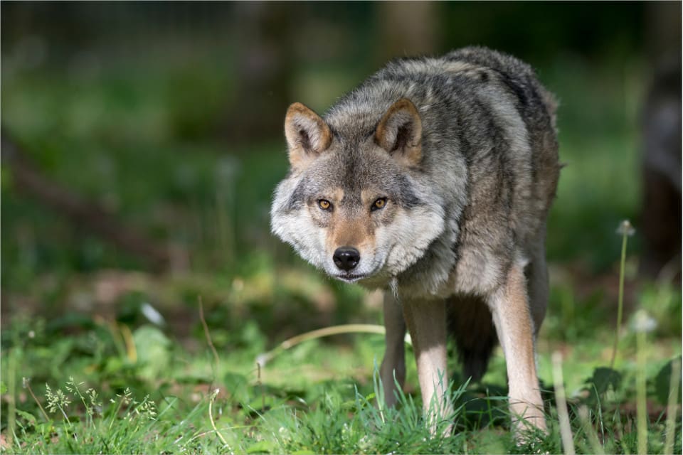 Deutscher Jagdverband, det tyska jägarförbundet, anser att beslutet är ett steg i rätt riktning.