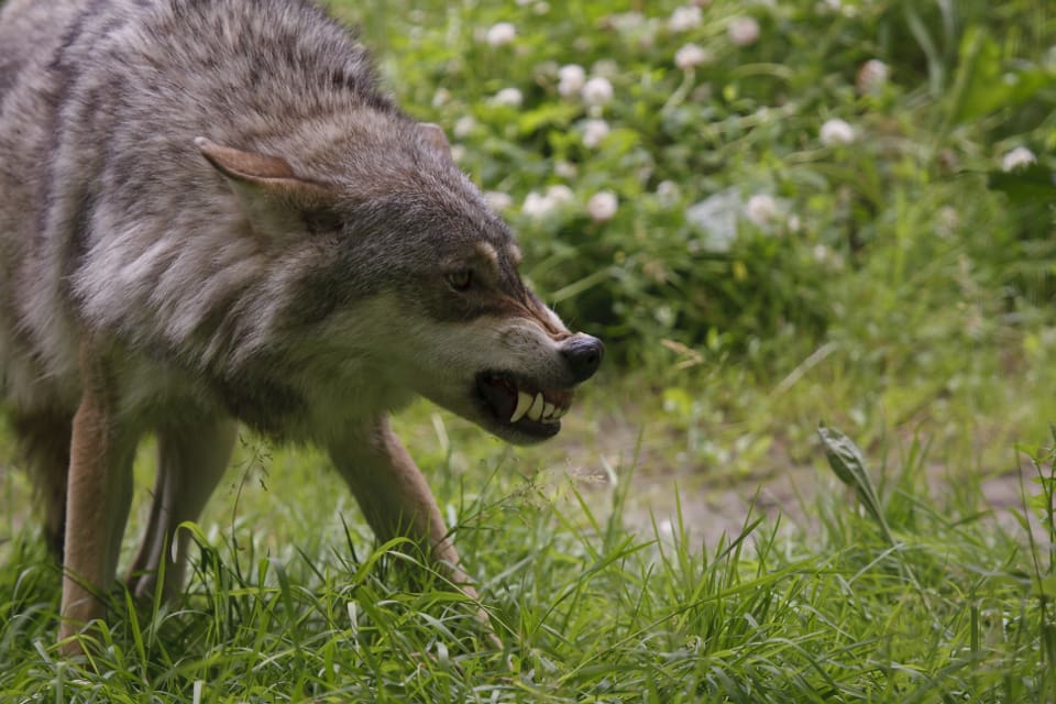 Troligtvis är det en kringströvande varg som har dödat och skadat fåren.