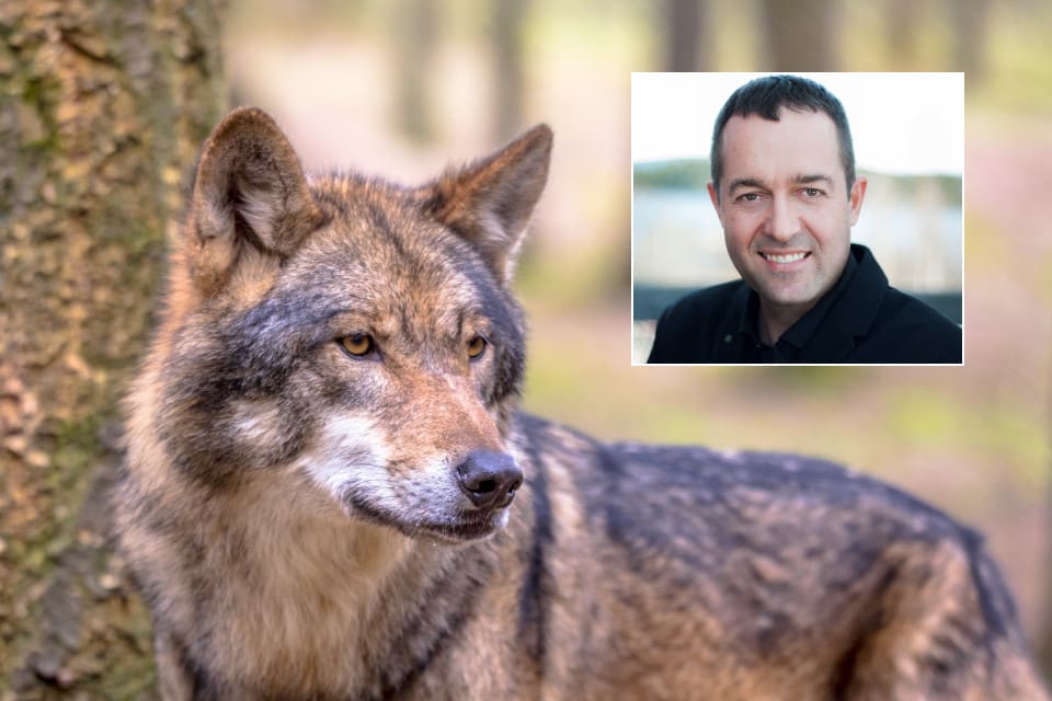 Kommunalrådet Can Savran (C) vill att kommunstyrelsen i Åre ska uppmana Naturvårdsverket att backa från beslutet att tillåta varg att etablera sig i rennäringens områden.