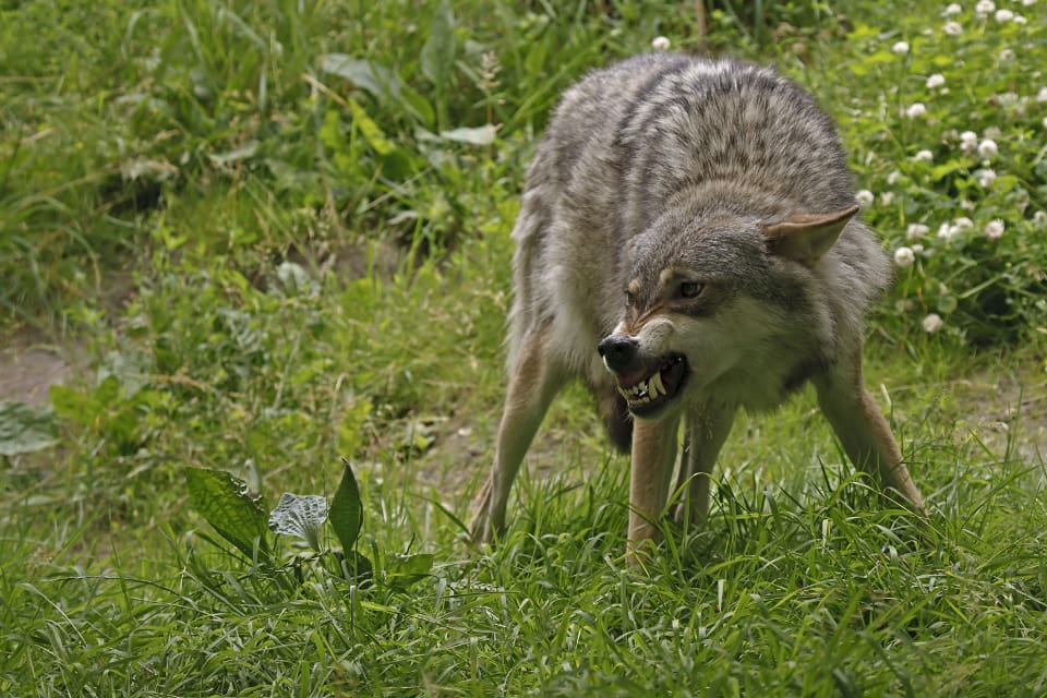 Minst tre får har dödats i samband med två vargangrepp i Småland under de senaste dygnen.
