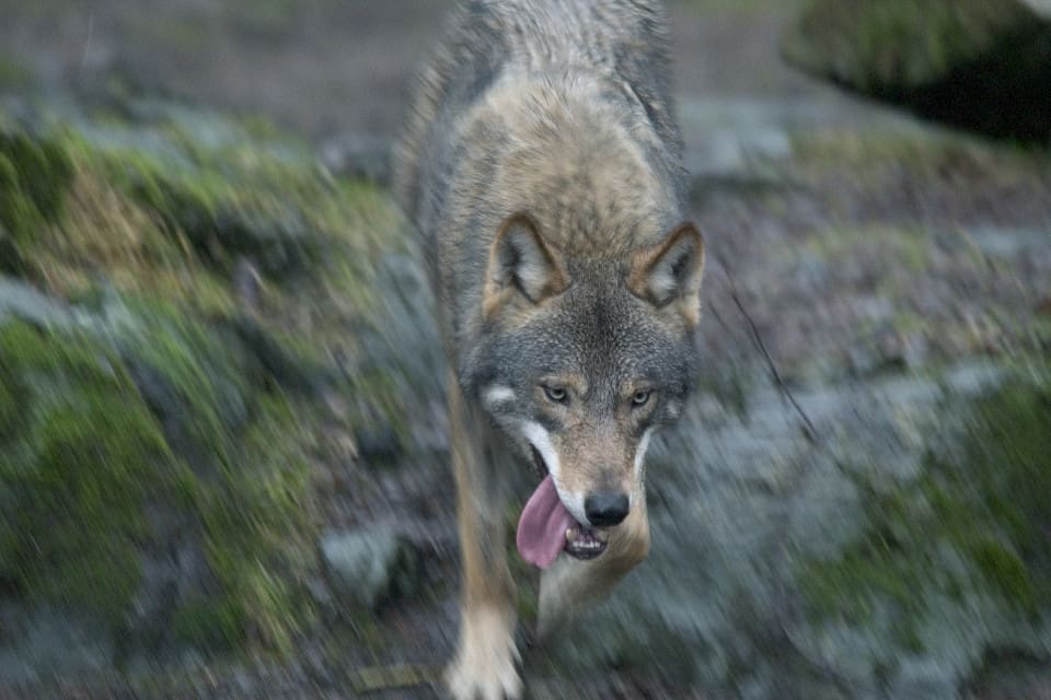 Den ena vargen är identifierad. Hans dna hittades på två rådjur som dödades vid en privat hjortfarm i juni. (arkivbild)