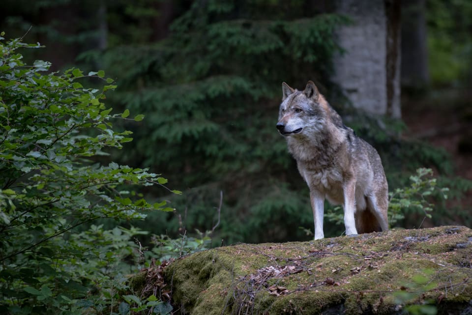 En av de från Tyskland nyligen invandrade vargarna har sedan april dödat 33 får. (arkivbild)