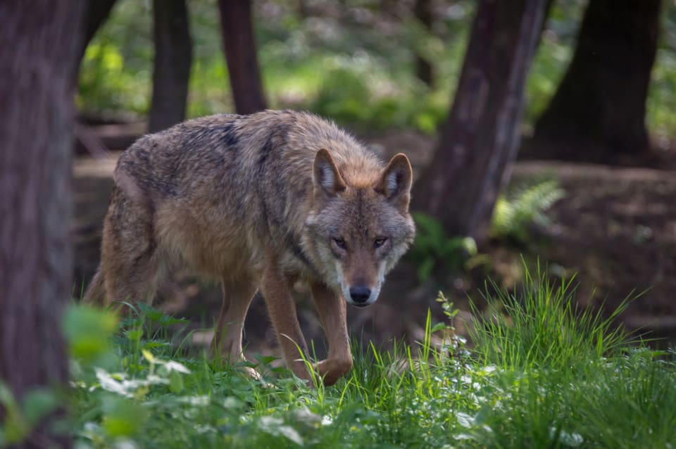 Enligt PETA har minst 18 vargar dödats illegalt i Tyskland åren 2000–2016.