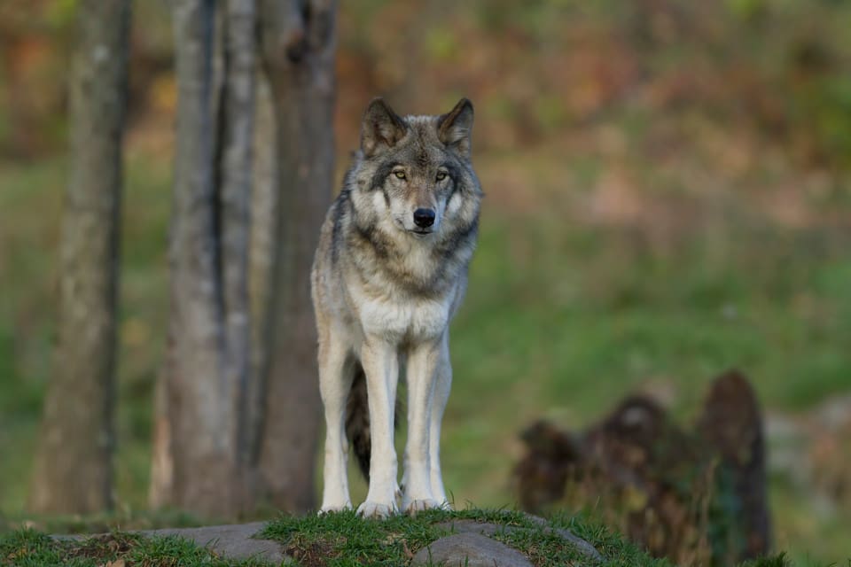 GW1169 har kunnat hållas reda på tack vare det centraleuropeiska vargsamarbetet CEwolf, där Århus universitet och Naturhistorisk museum i Århus ingår. (arkivbild)