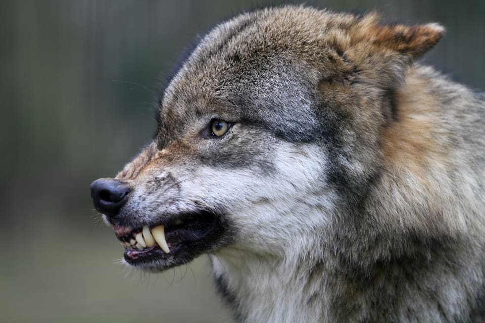 Enligt länsstyrelsens naturbevakare råder det ingen tvekan om att det är varg som har attackerat fåren.