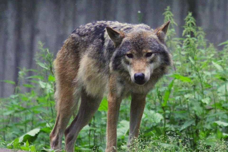 Salivprov från betten visade inte på varg, men länsstyrelsens besiktningsman är relativt säker på att kvigkalven dödades av varg.