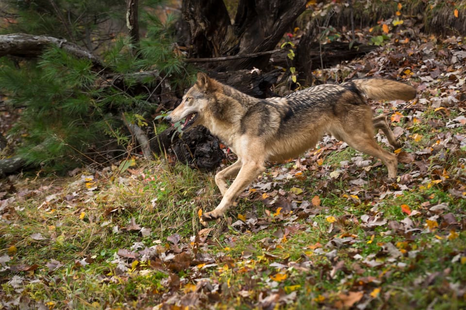 Två vargangrepp på jakthundar ägde rum i Hälsingland i helgen.