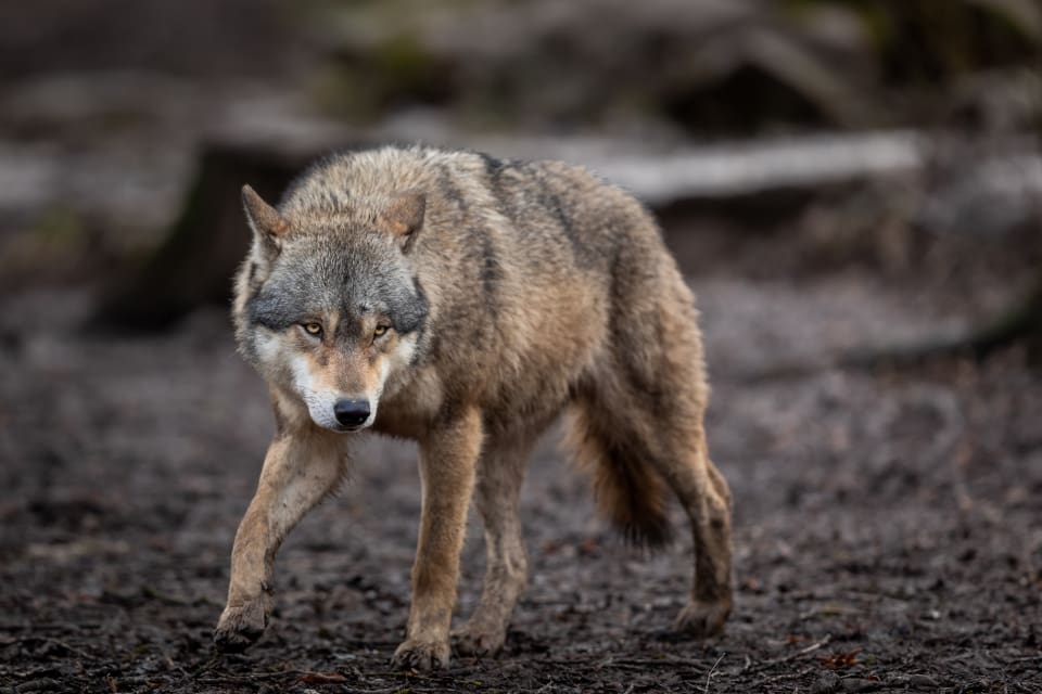 Åtelkameran, som monterades upp vid hagen som de dödade bagglammen gick i, tog en bild av en varg under natten mot tisdagen. (arkivbild)