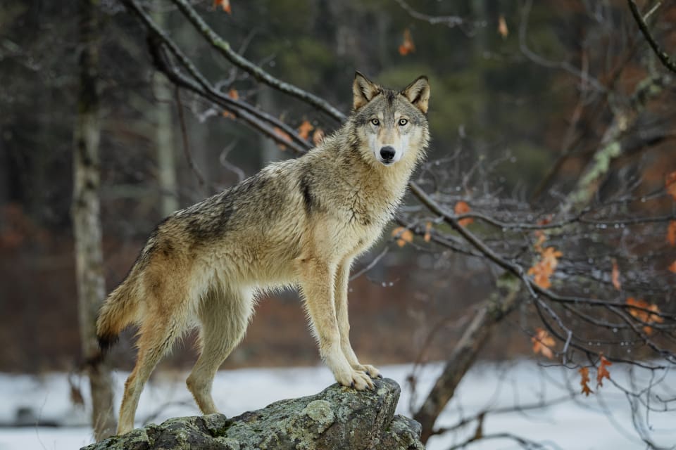 Sedan i somras har länsstyrelsen dokumenterat tre vargar med skandinaviskt ursprung i närheten av renområdet.