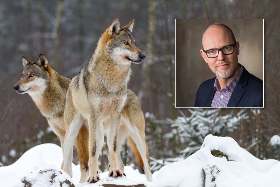 – Att flytta vargarna är en möjlighet som vi överväger, säger Marcus Öhman, chef på Naturvårdsverkets viltförvaltningsenhet.