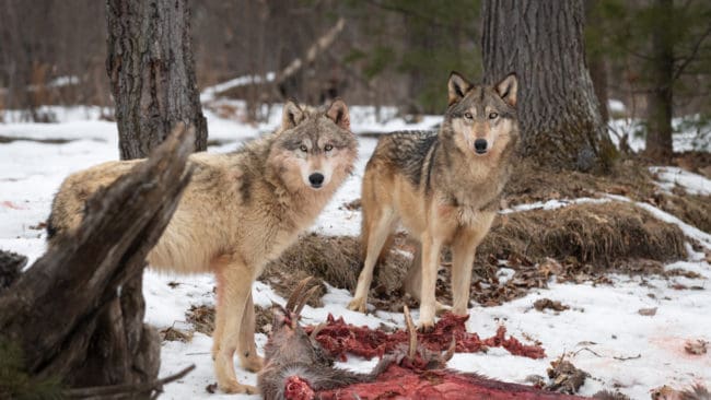 Vargarna på Järvzoo utfodras med kött från bytesdjur som älg, dovhjort och vildsvin. (arkivbild)