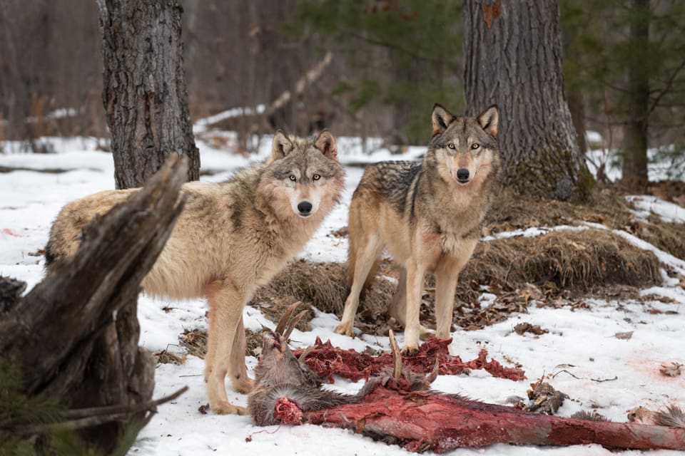 Vargarna på Järvzoo utfodras med kött från bytesdjur som älg, dovhjort och vildsvin. (arkivbild)
