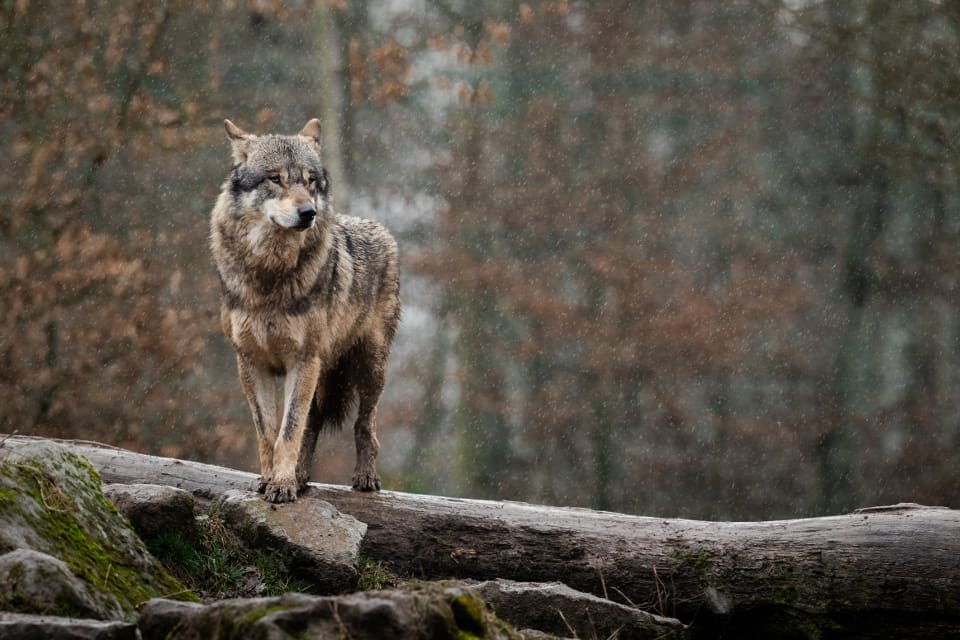 Förvaltningsrätten upphäver skyddsjaktsbeslutet eftersom rätten anser att vargen kan ha tagit sig över det rovdjursavvisande stängslet via ett nedfallet träd.